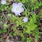 Nemophila phacelioides Цвят