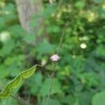 Hylodesmum glutinosum Floare