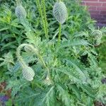 Papaver orientale Leaf