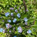 Myosotis alpestrisFlor