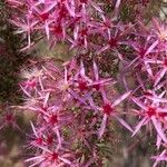 Calytrix exstipulata