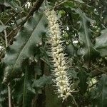 Macadamia ternifolia Kwiat