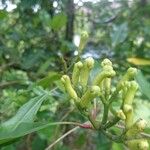 Syzygium aromaticum Blüte