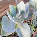 Cotyledon orbiculata Deilen