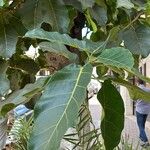 Ficus lutea Листок