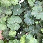 Heuchera villosa Lehti