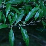 Dichapetalum morenoi Leaf