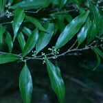 Dichapetalum morenoi Hoja