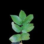 Andira cujabensis Hoja