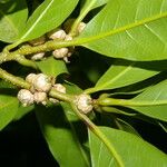 Quercus salicifolia Fruit