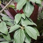 Cordia sebestena Leaf