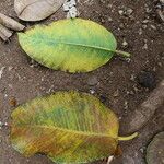 Ficus citrifolia 葉