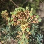 Euphorbia characias Кветка