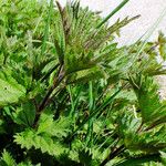 Urtica urens موطن