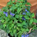 Salvia patens Folha