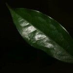 Oxandra asbeckii Hoja