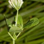 Trifolium michelianum Altres