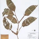 Ischnosiphon puberulus Hoja