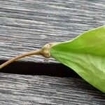 Staphylea pinnata Mbuma