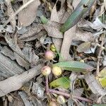 Eremophila debilis Fruit