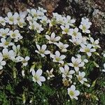 Saxifraga hypnoides Libunga