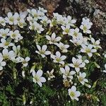 Saxifraga hypnoides Συνήθη χαρακτηριστικά