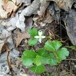 Coptis trifolia Blomma