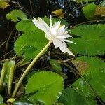 Nymphaea lotus फूल