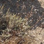 Eriogonum nudum Habitat