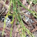 Psilotum nudum Leaf