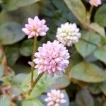 Persicaria capitata Blüte