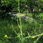 Erysimum virgatum Yeri