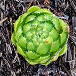 Sempervivum globiferum Folla