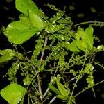 Terminalia amazonia その他の提案