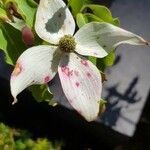 Cornus kousaKukka