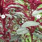 Amaranthus hypochondriacusBlüte