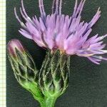 Serratula tinctoria Flors
