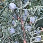 Juniperus scopulorum Meyve