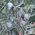 Juniperus scopulorum 果