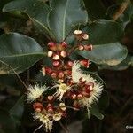 Syzygium tontoutaense Flower