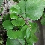 Hemionitis rotundifolia Leaf