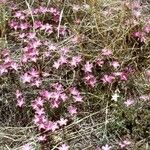 Phlox mesoleuca 整株植物