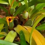 Maxillaria variabilis ᱛᱟᱦᱮᱸ