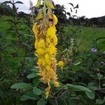 Crotalaria pallidaFlower