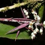 Aechmea angustifolia 其他