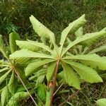 Cecropia peltata Liść