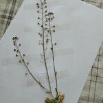 Capsella bursa-pastoris Cvet