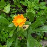 Calendula stellata Flower