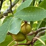 Carya pallida Gyümölcs