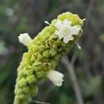 Varronia curassavica 花